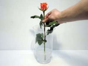 3. Stellen Sie als Test eine der Rosen in die Vase um zu prüfen, ob die Länge der Rosen passend ist. Die Rosen sollten, je nach Vase, etwa doppelt so lang sein wie die Vase
