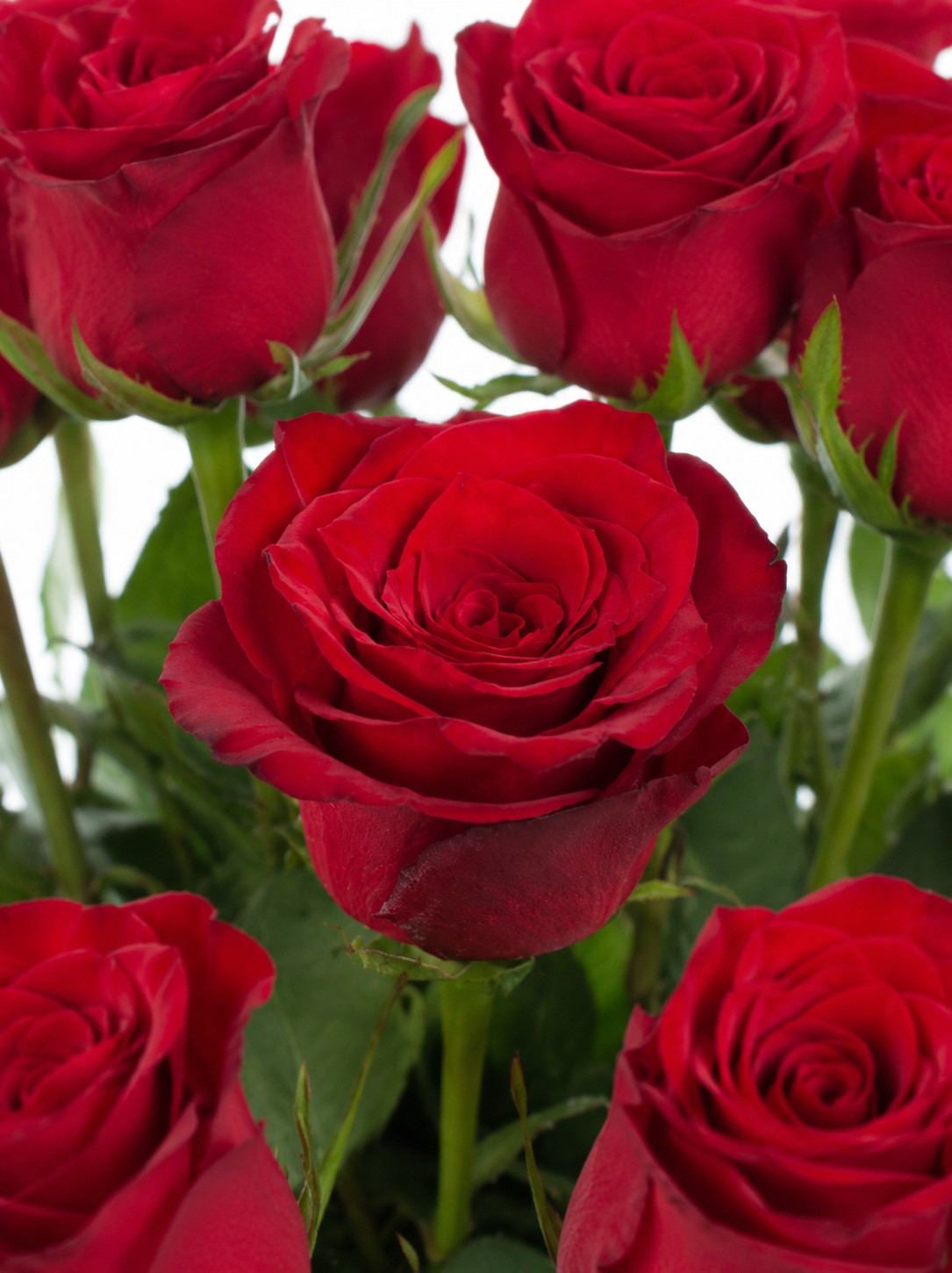 Rosen "Upper Class" rot