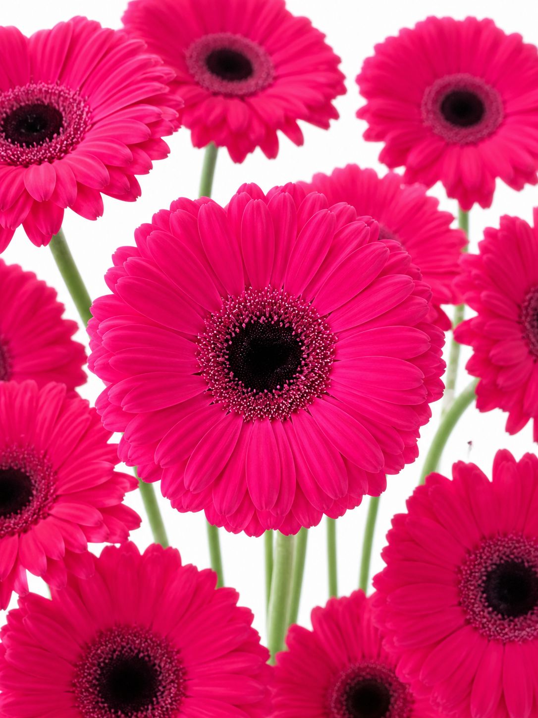 Gerbera mini "Caprice" pink