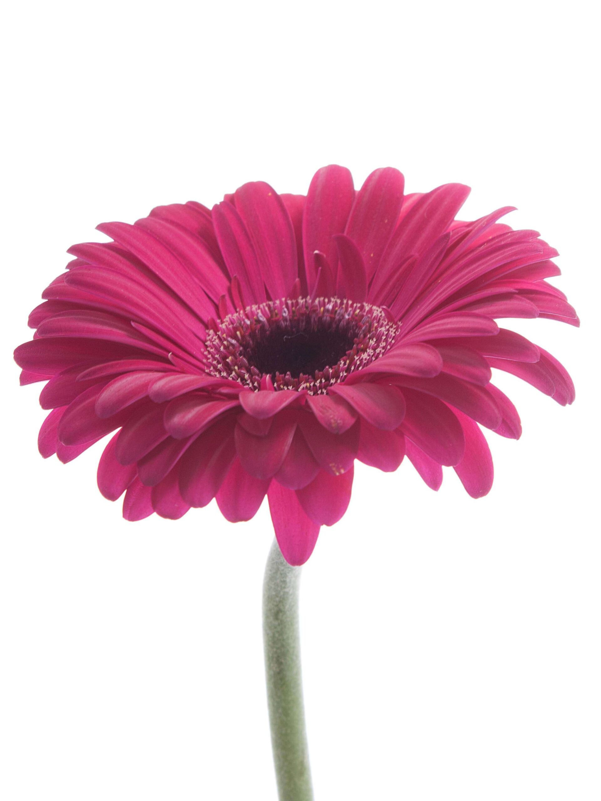 Gerbera Caprice pink