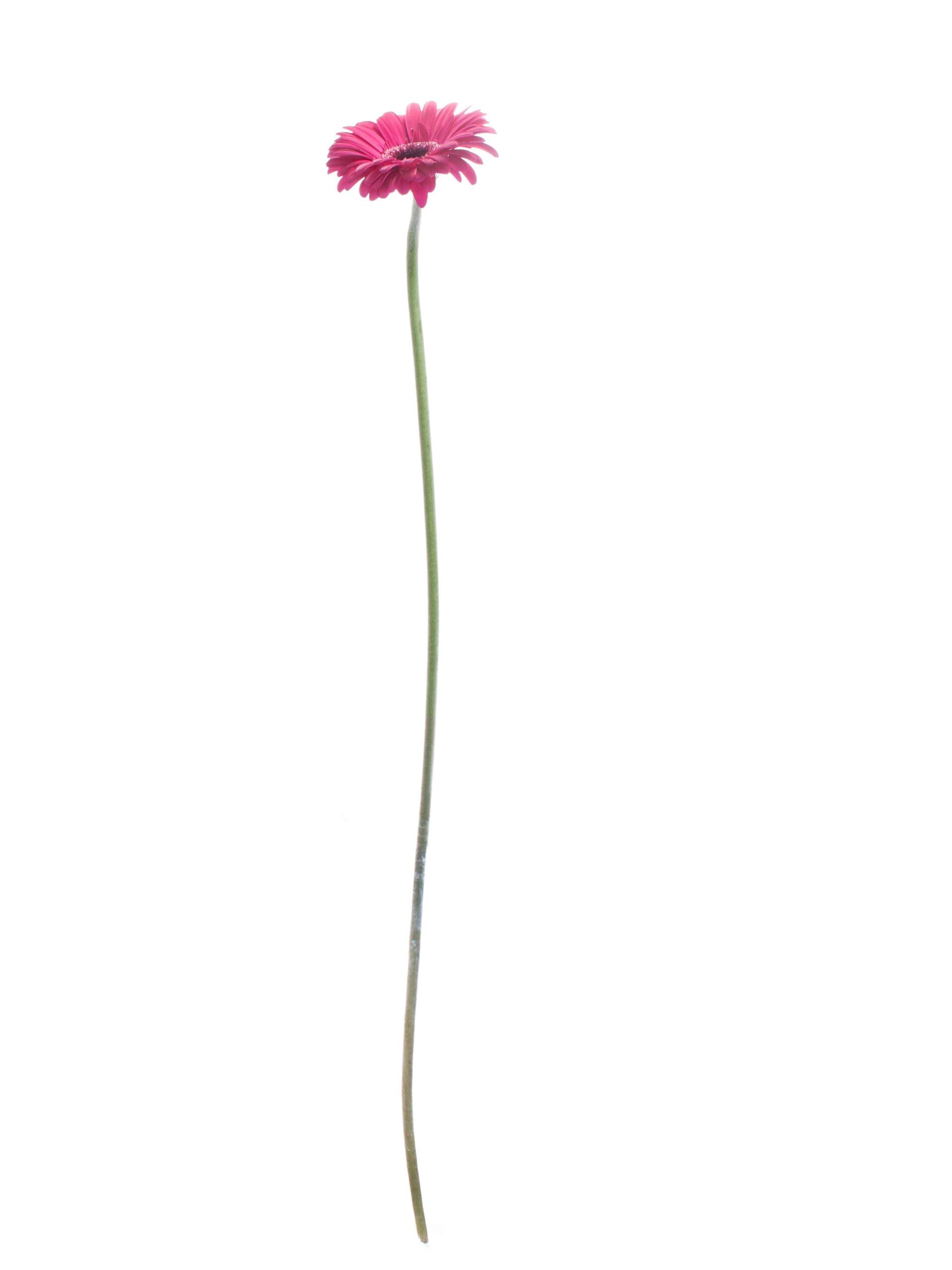 Gerbera Caprice pink