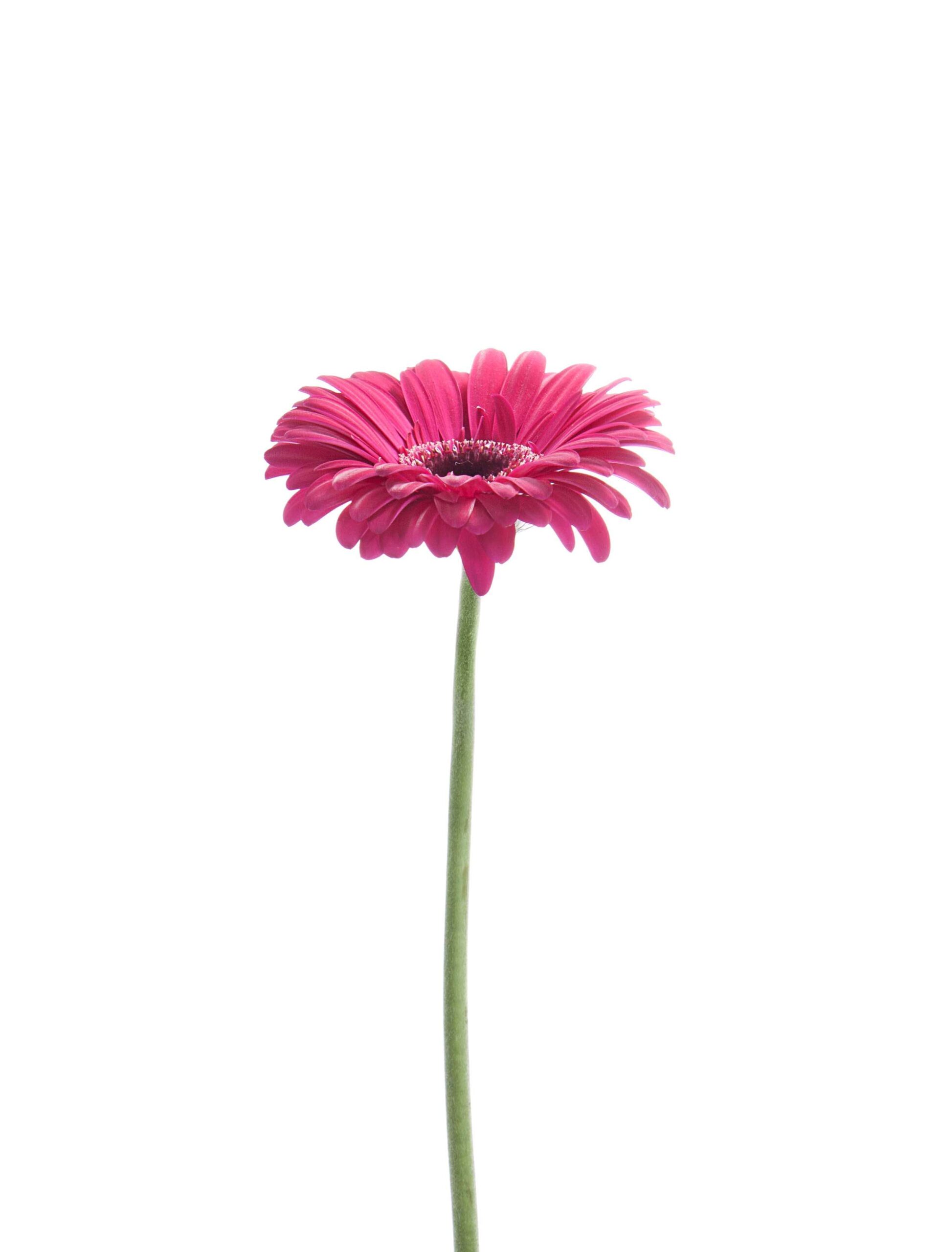 Gerbera Caprice pink