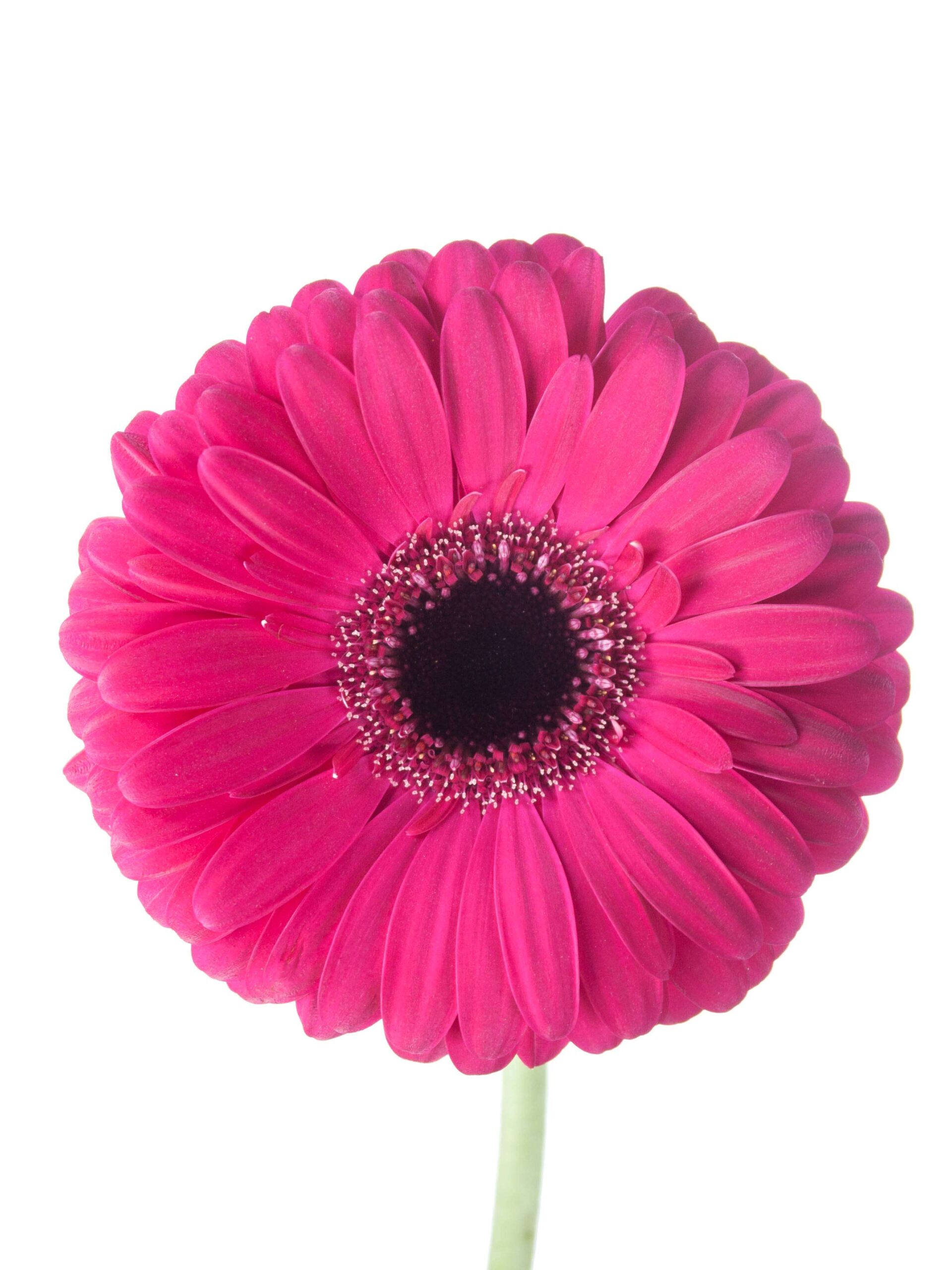 Gerbera Caprice pink