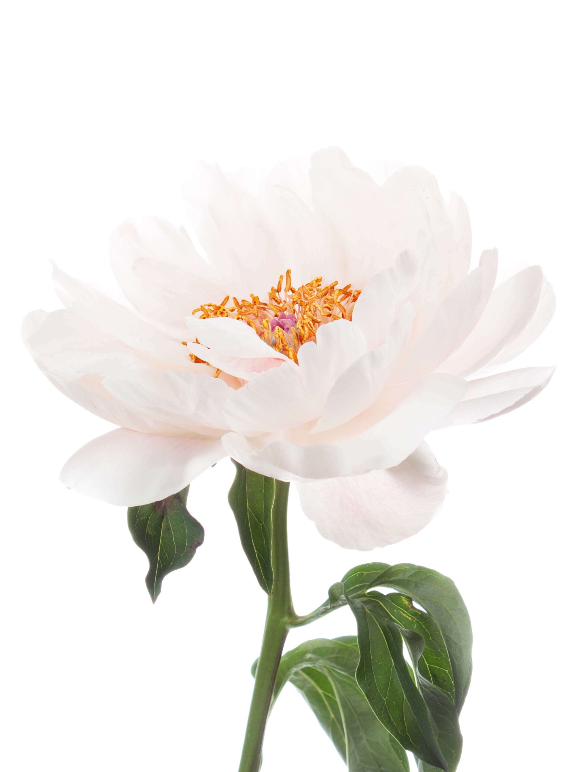Pfingstrose Coral Sunset bluehend creme-weiss
