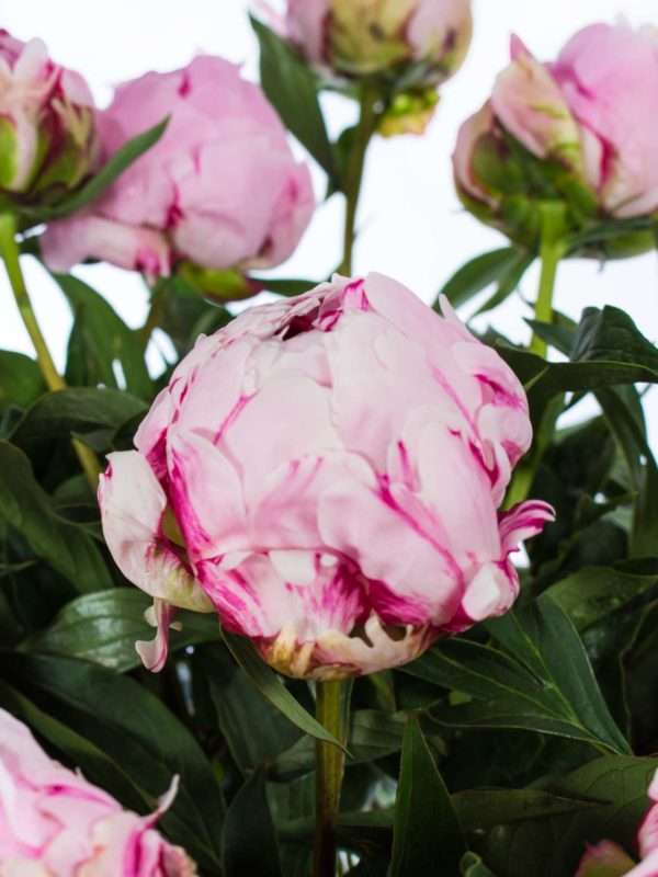 Pfingstrosen Sarah Bernhardt rosa
