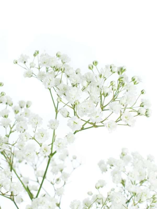 Schleierkraut mit luftig leichten weißen Blüten