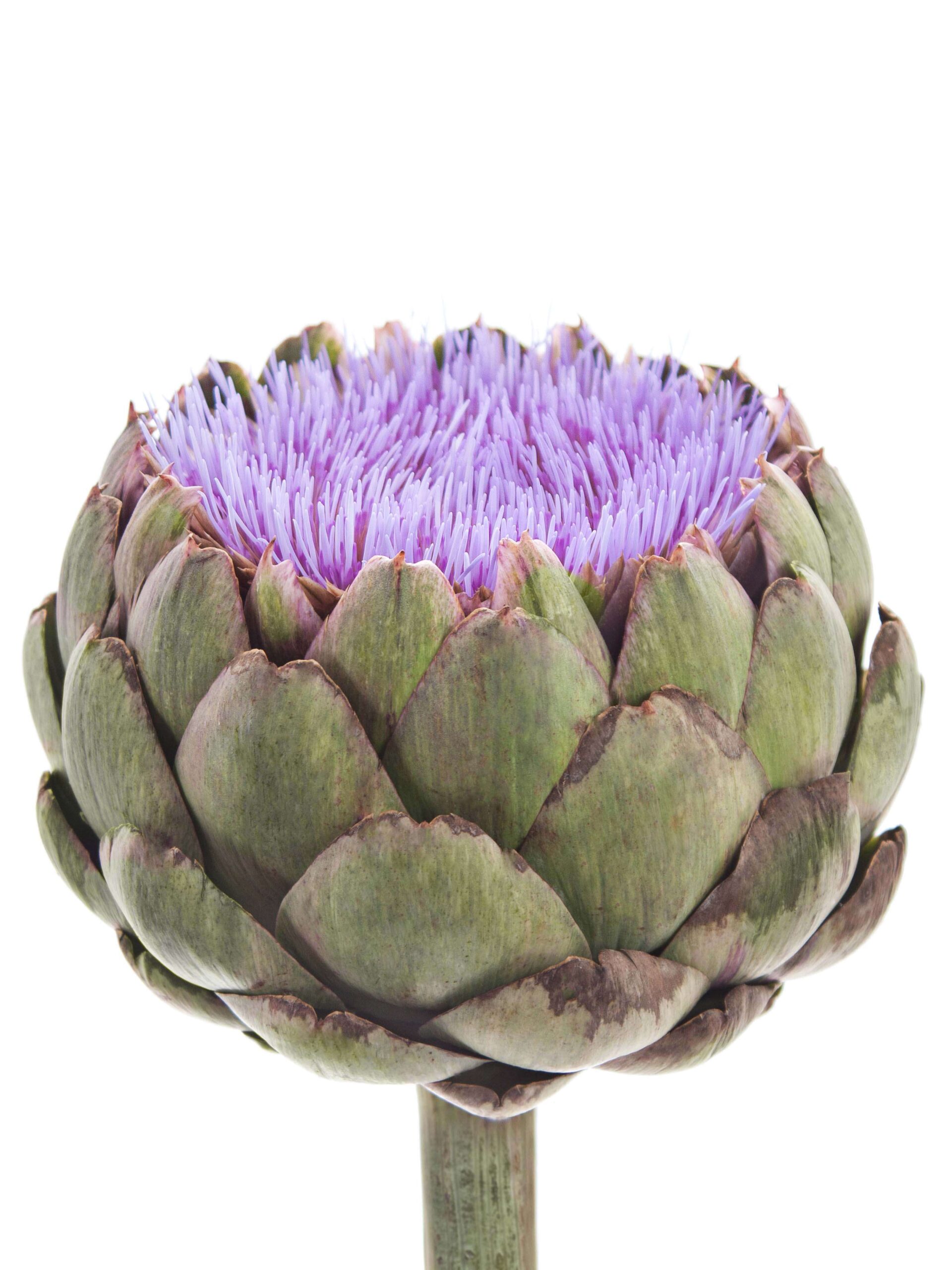 Artischocken - Cynara Solymus blau-lila bluehend
