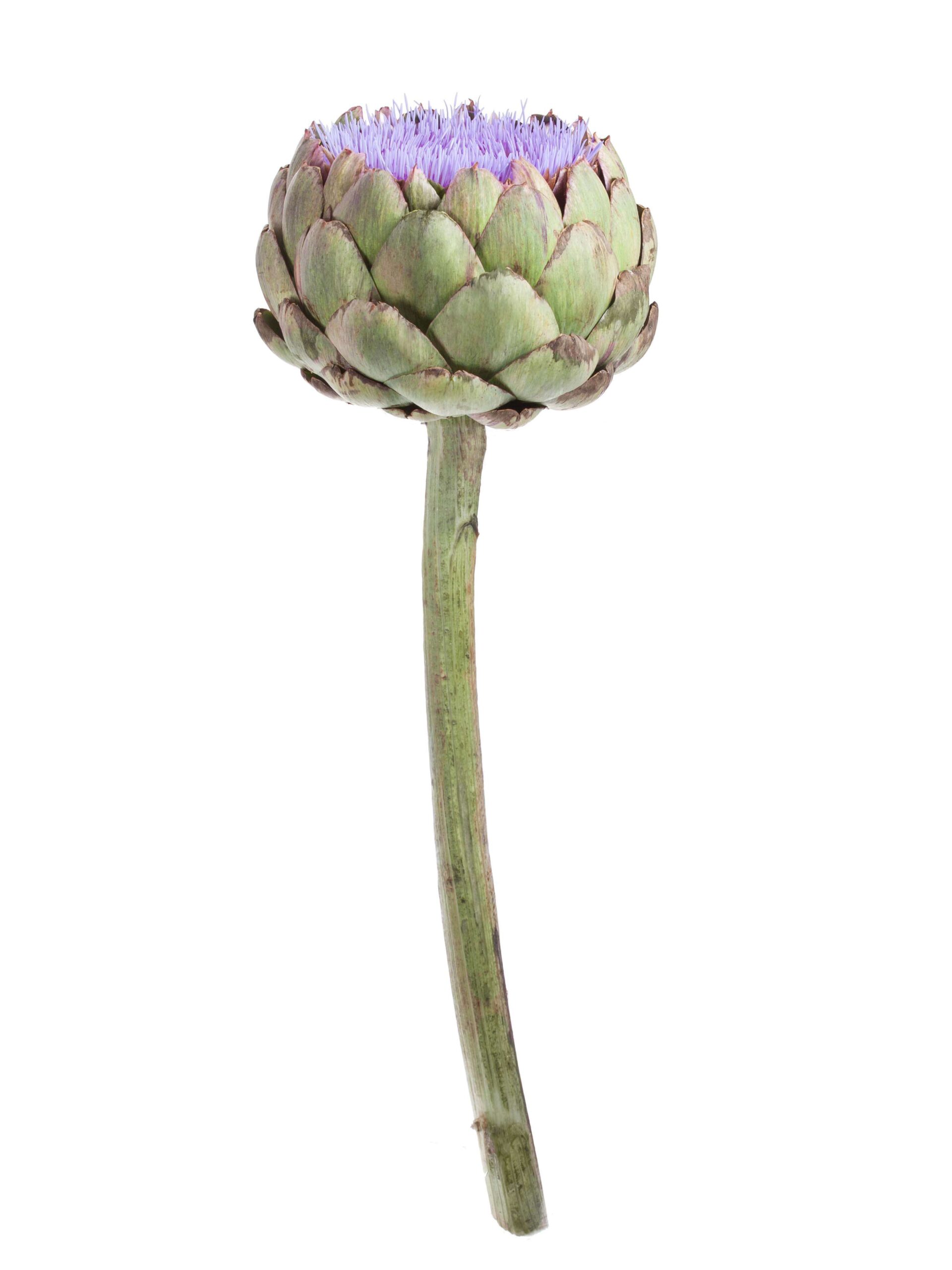 Artischocken - Cynara Solymus blau-lila bluehend