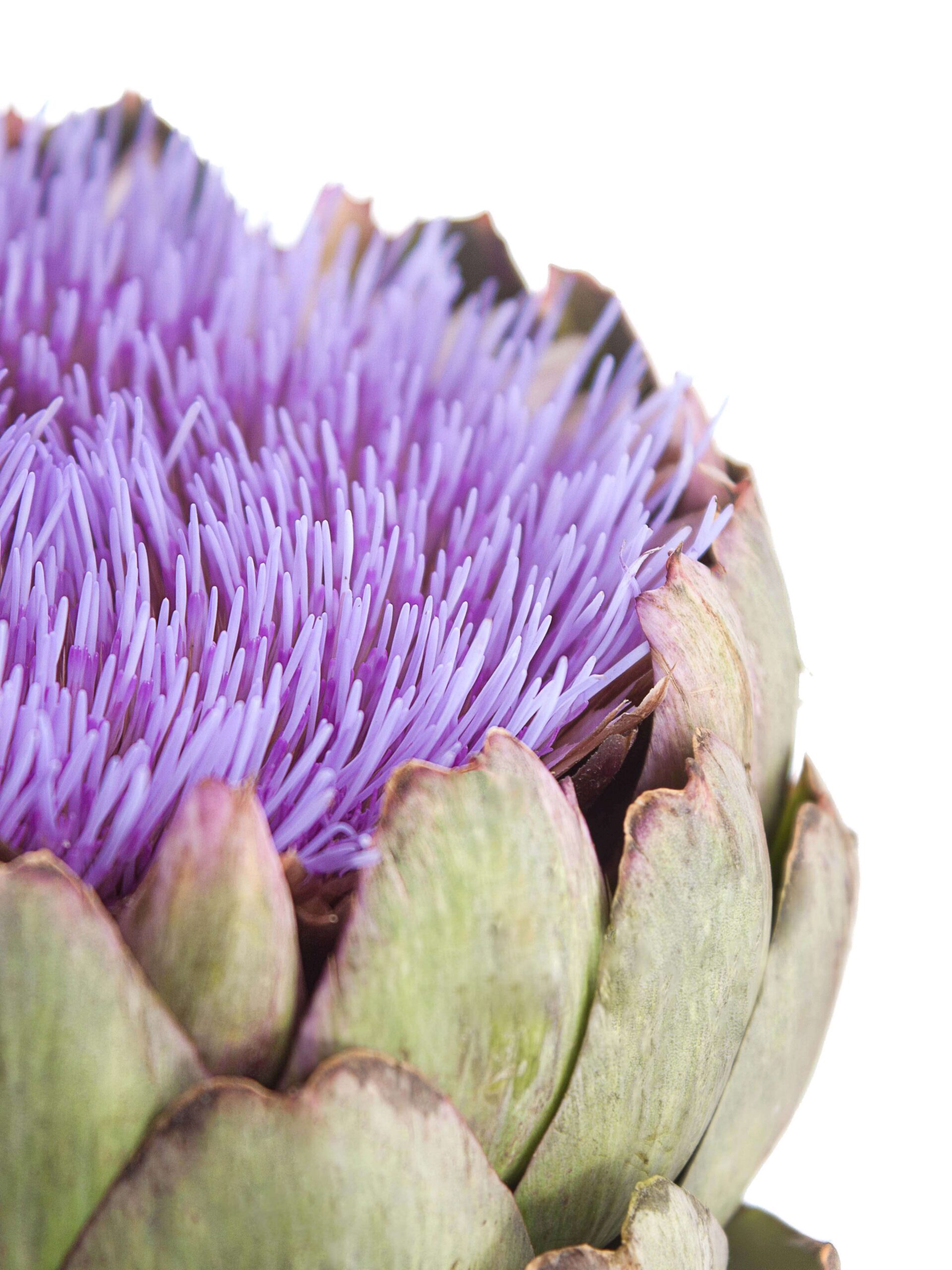 Artischocken - Cynara Solymus blau-lila bluehend