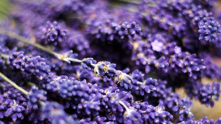 Lavendel trocknen - einen Traum konservieren...