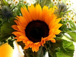 Die Sonnenblume - eine Blume für's Gemüt