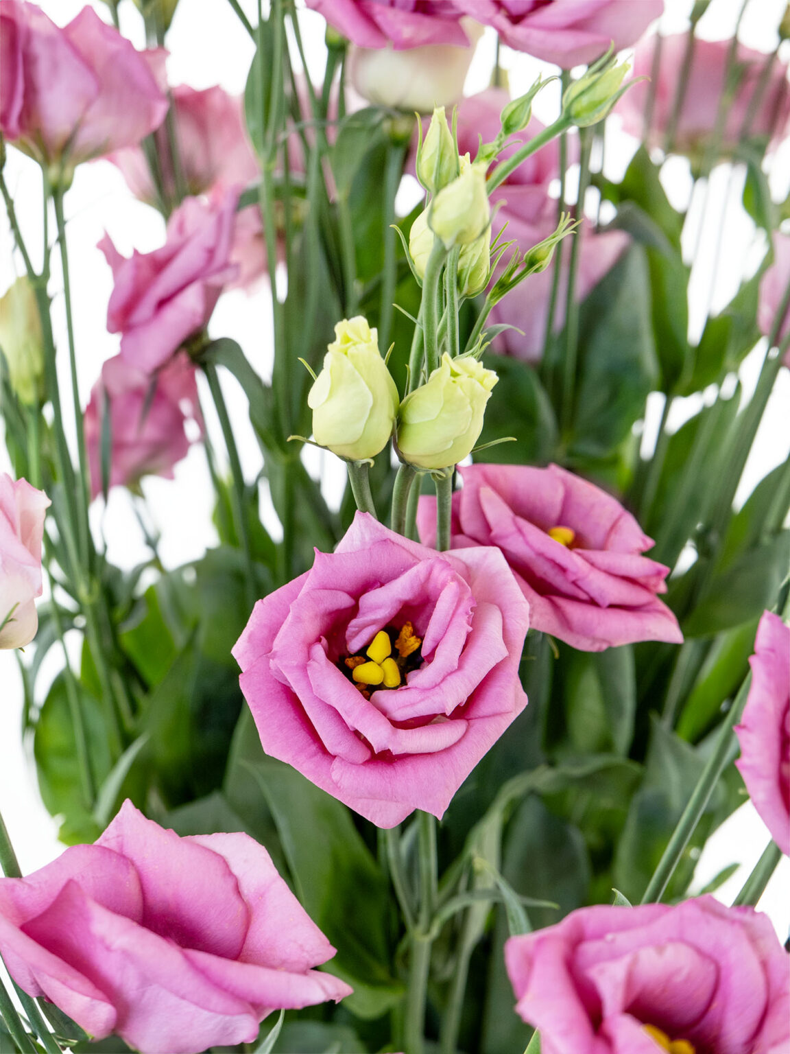 Lisianthus – Eustoma „Rosita Rose“ alt-rosa - Blumigo