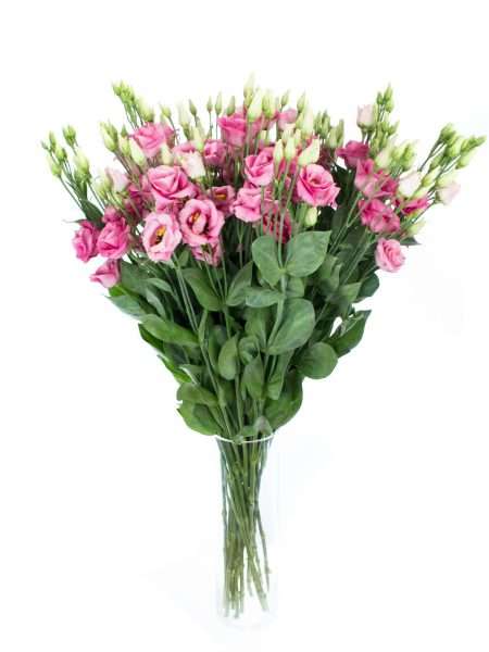 Lisianthus – Eustoma „Rosita Rose“ alt-rosa bestellen | Blumigo
