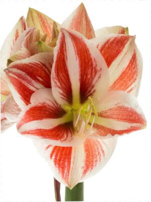 Amaryllis