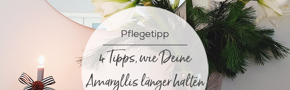 Pflegetipps für Amaryllis für extra lange Haltbarkeit