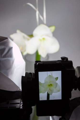 Blumen_Produktfotografie_weiße Amaryllis