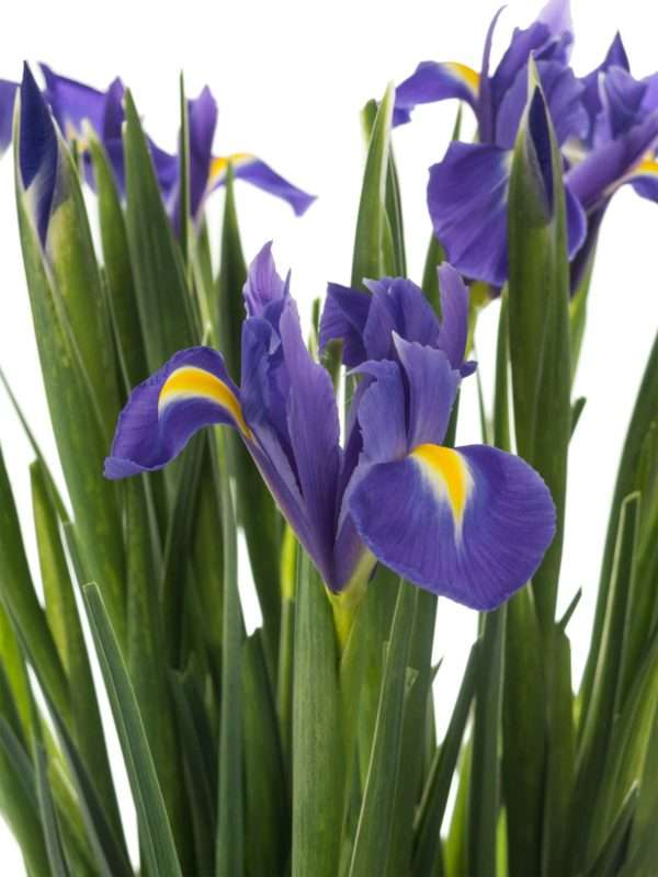Iris Blue Magic