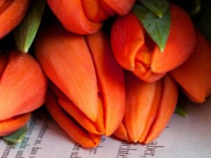 Tulpen Pflege: Was tun, wenn Tulpen schlapp sind und ihre Köpfe hängen lassen?