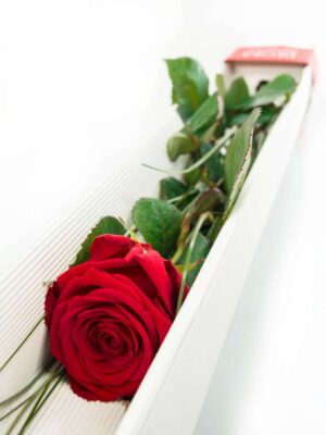 Rote Rose in Edelverpackung