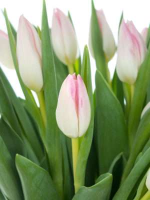 Tulpen Firts Class in Rosa-Weiß