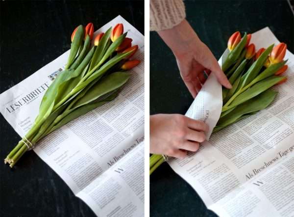 Tulpen Pflege_Tulpen schlapp_Tulpen lassen Köpfe hängen_in Zeitungspapier einwickeln