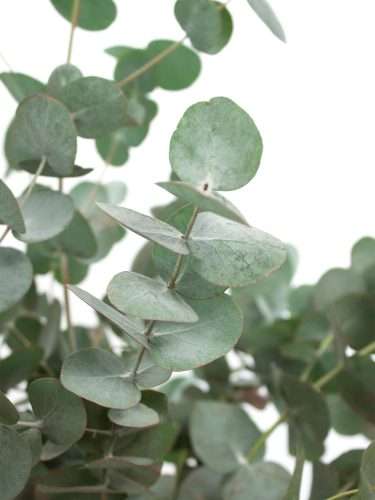 Eukalyptus Cinerea grün