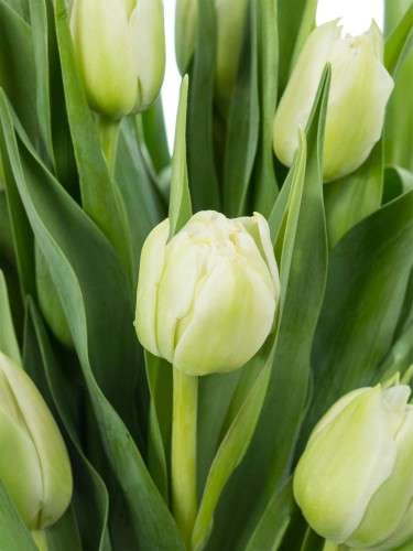 Tulpen gefüllt Northcap in Weiß
