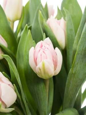Tulpen Foxtrott in Weiß-Rosa