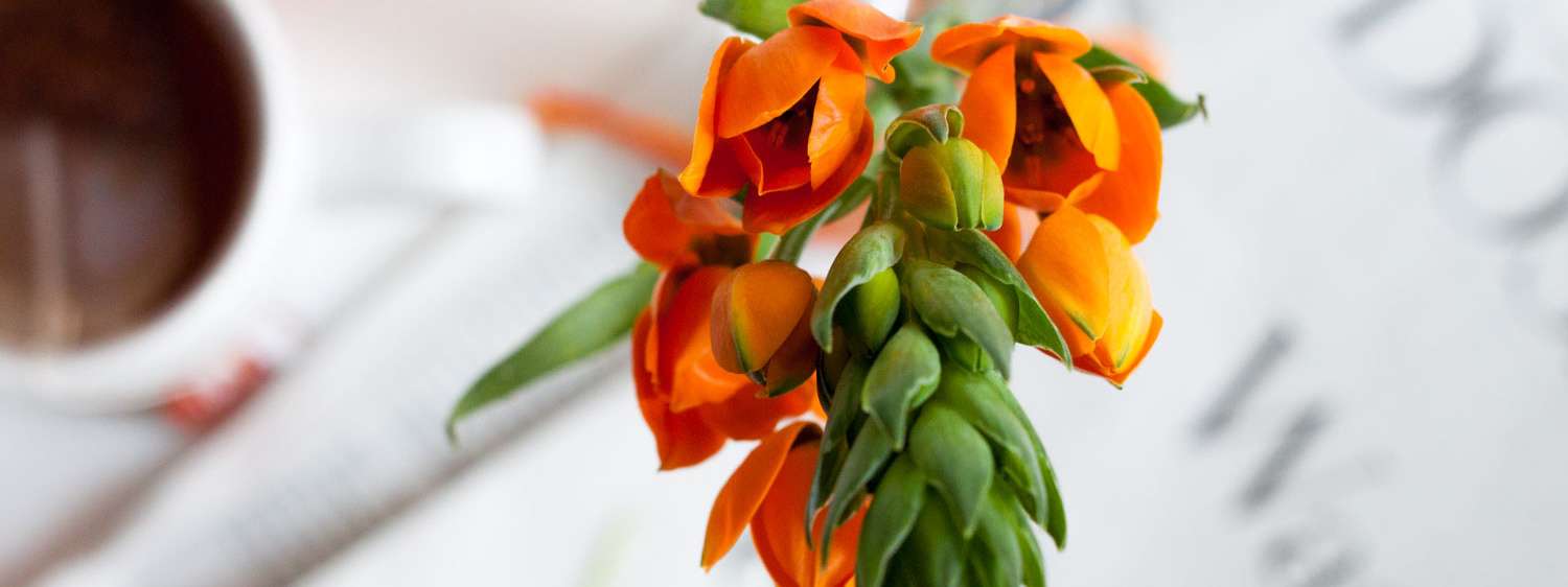 Gärtnerschreck und Gärtnertod – wie kommt der Ornithogalum zu seinem Namen?