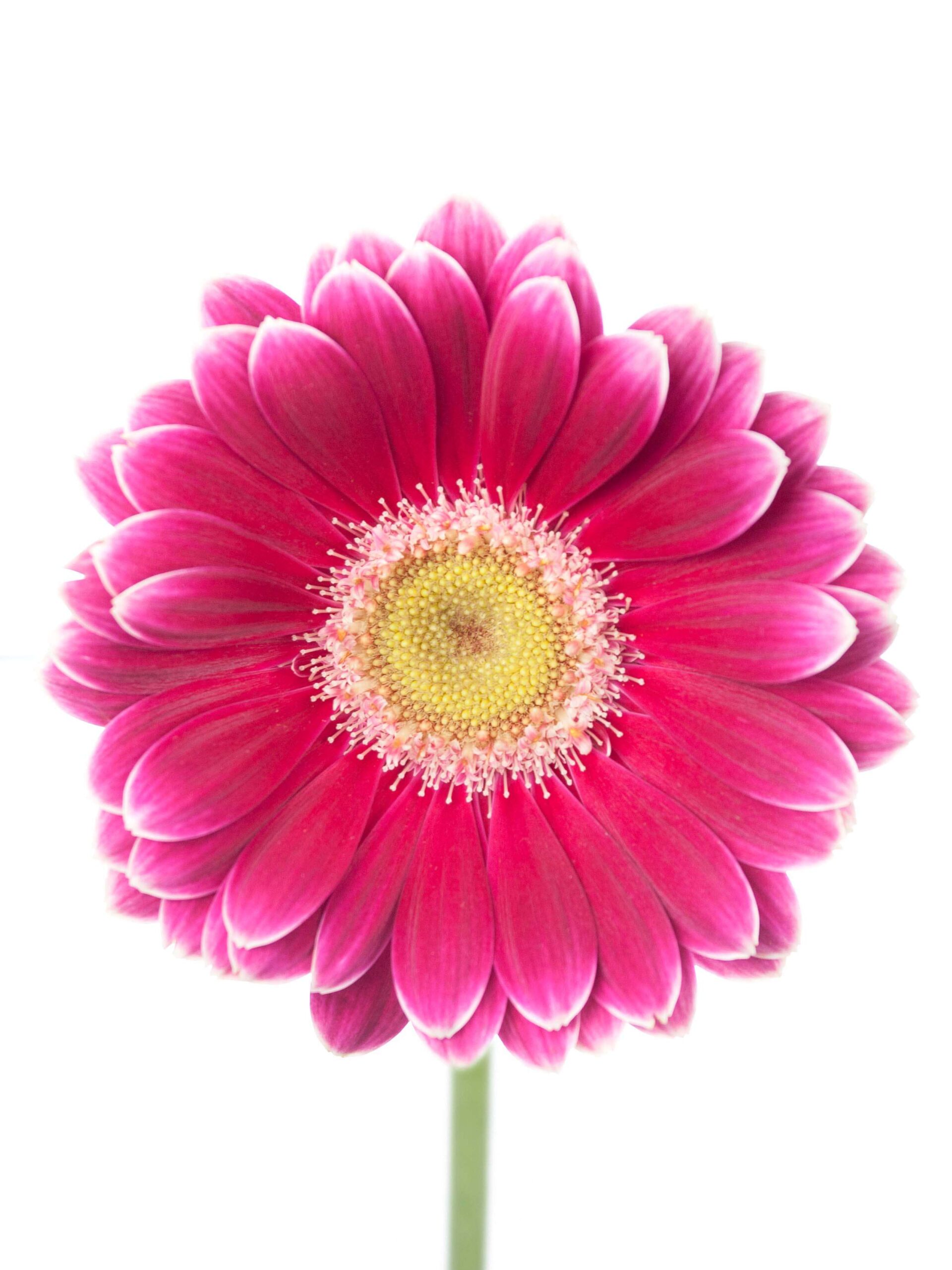 Gerbera mini "Twiggy" pink-weiß