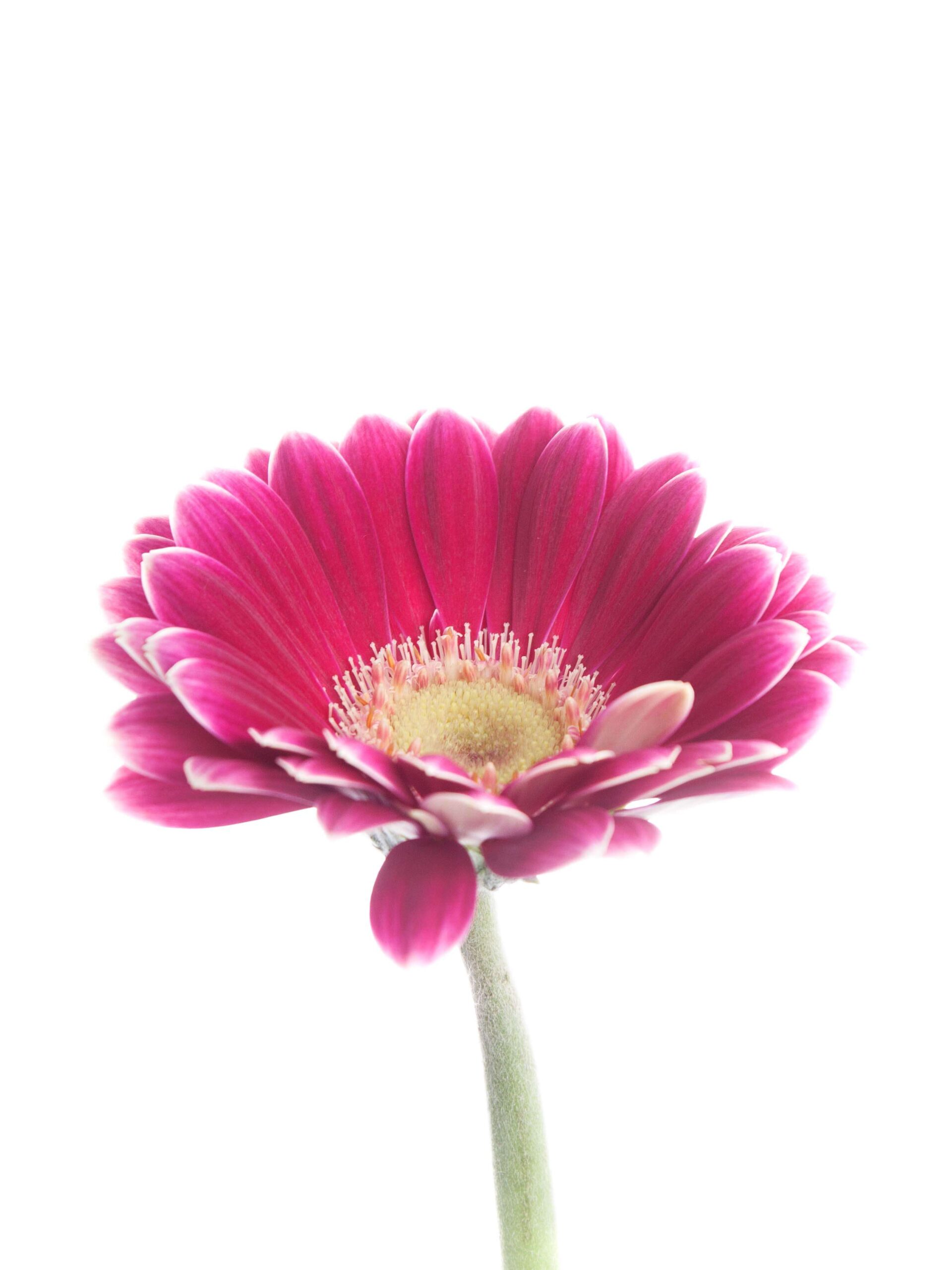 Gerbera Twiggy pink-weiss (2)