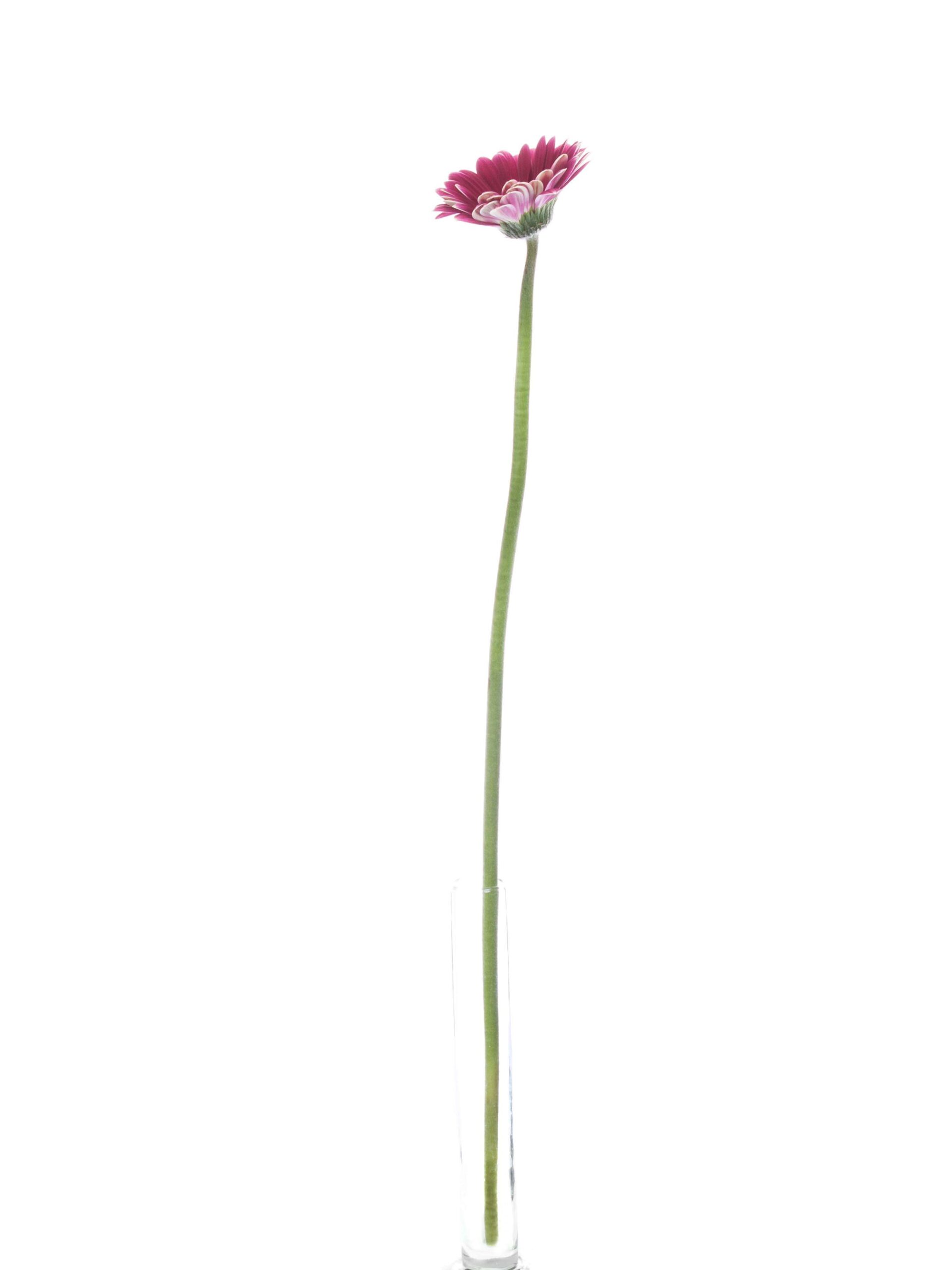 Gerbera Twiggy pink-weiss (3)