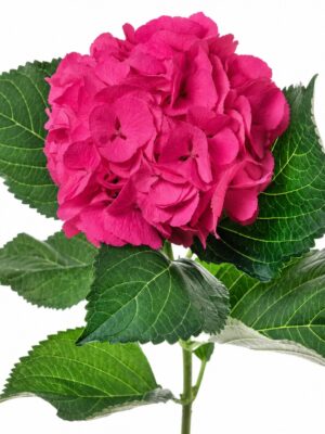 Hortensie