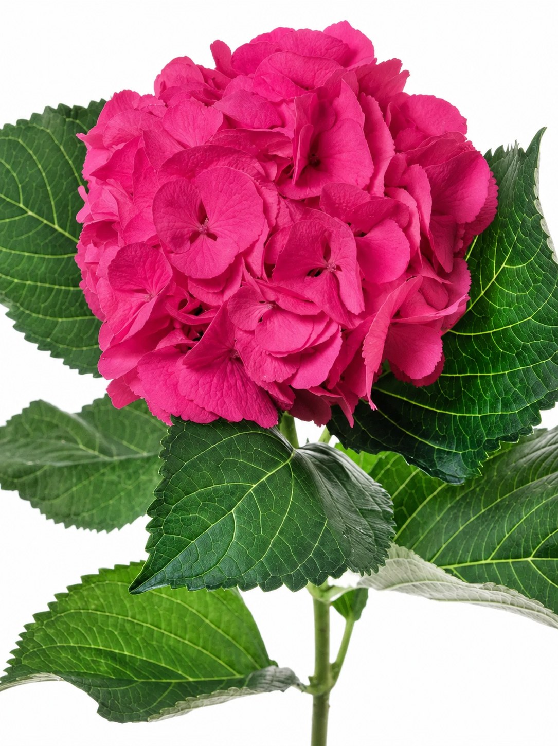 Hortensie "Magical Sibilla rot" pink