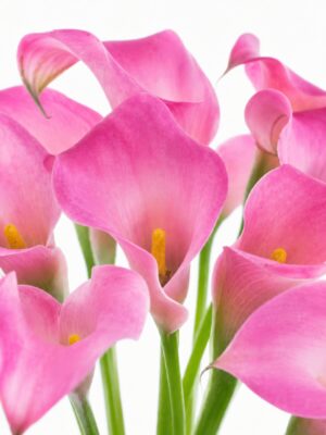Calla
