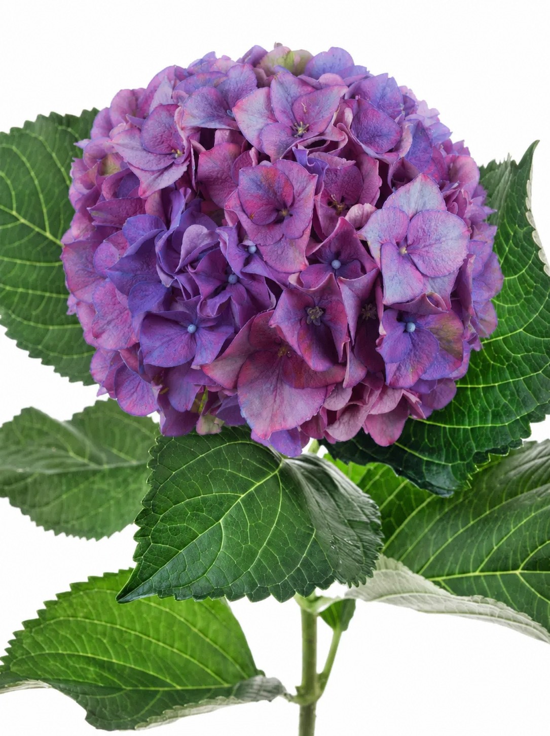 Hortensie "Rodeo" lila