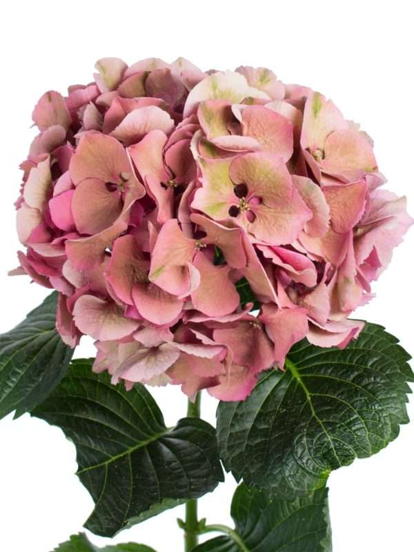 RosenKranz mit Hortensien gemischt lachs/rosa/grün !!! D 30cm 