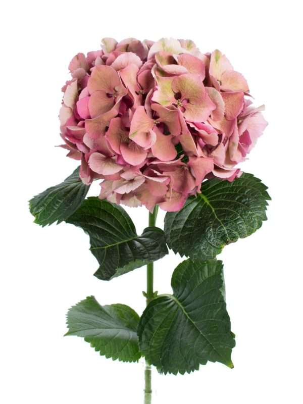 RosenKranz mit Hortensien gemischt lachs/rosa/grün !!! D 30cm 