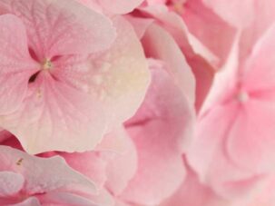 Was tun, wenn Hortensienblüten schlapp sind?– Der Vollbad-Trick für Schnitt-Hortensien