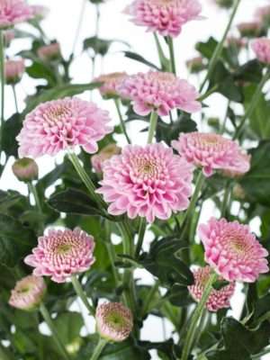 Chrysanthemen Santinis Ellison rosa pink