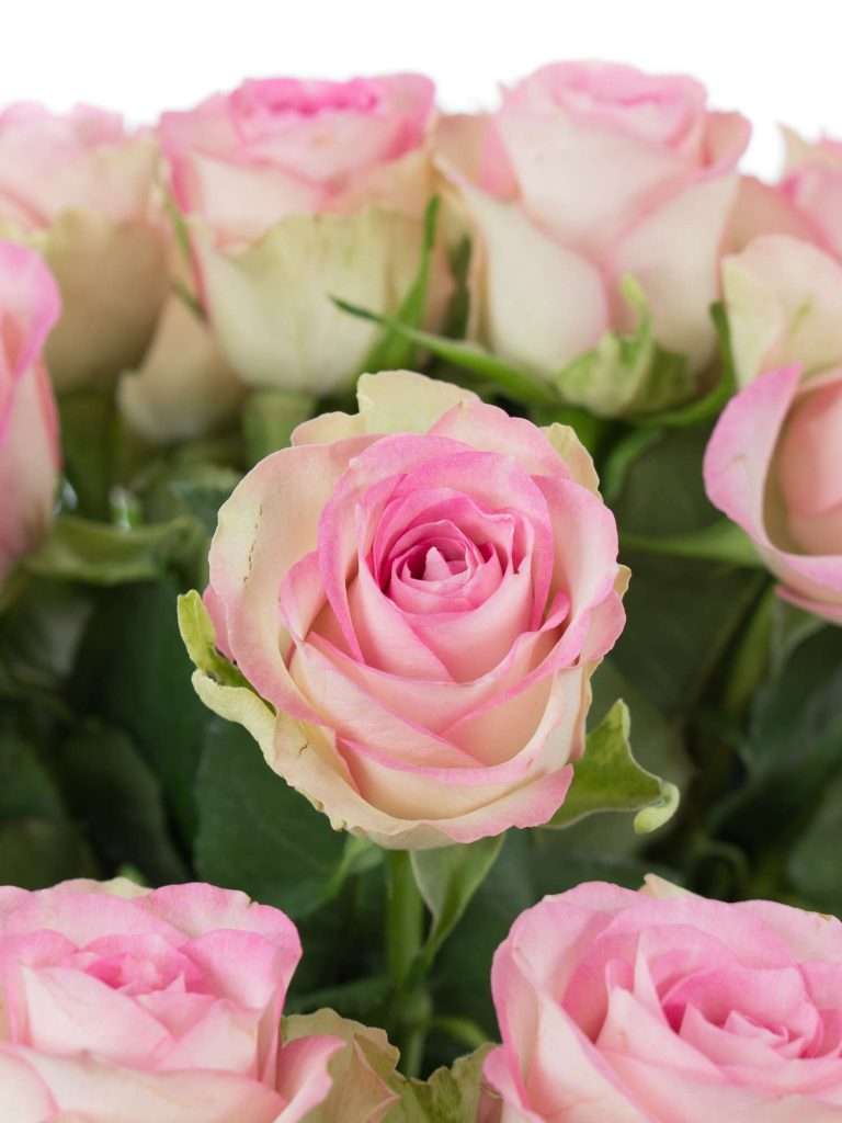 Rosen „Lady Margaret“ lachs-creme-rosa - Blumigo