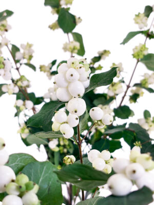 Schneebeeren