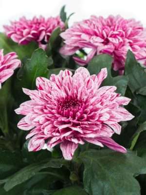 Chrysanthemen Pip pink-weiss