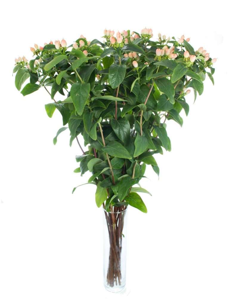 Hypericum Rosa Hypericum „Pink Fall“ apricote - Blumigo