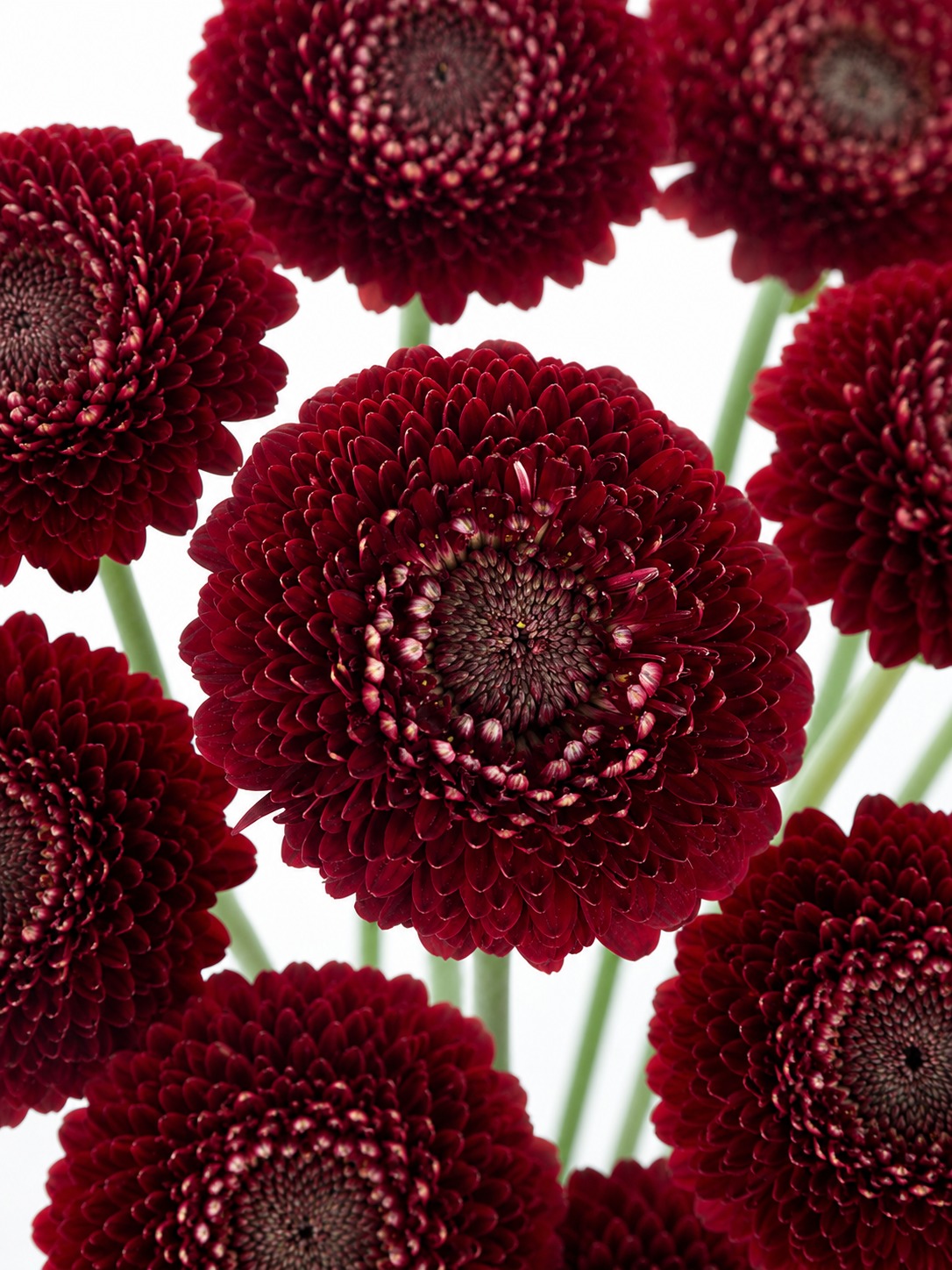 Gerbera Pomponi "Blackpearl" dunkelrot