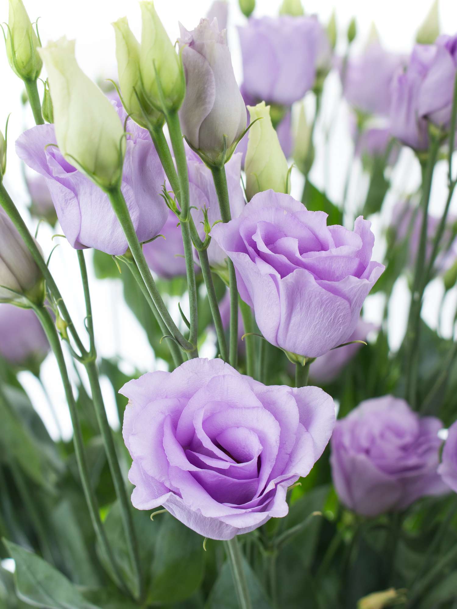 Farbwelten Blumen Nach Farben St ber Blumigo