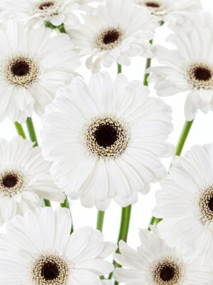 Gerbera mini