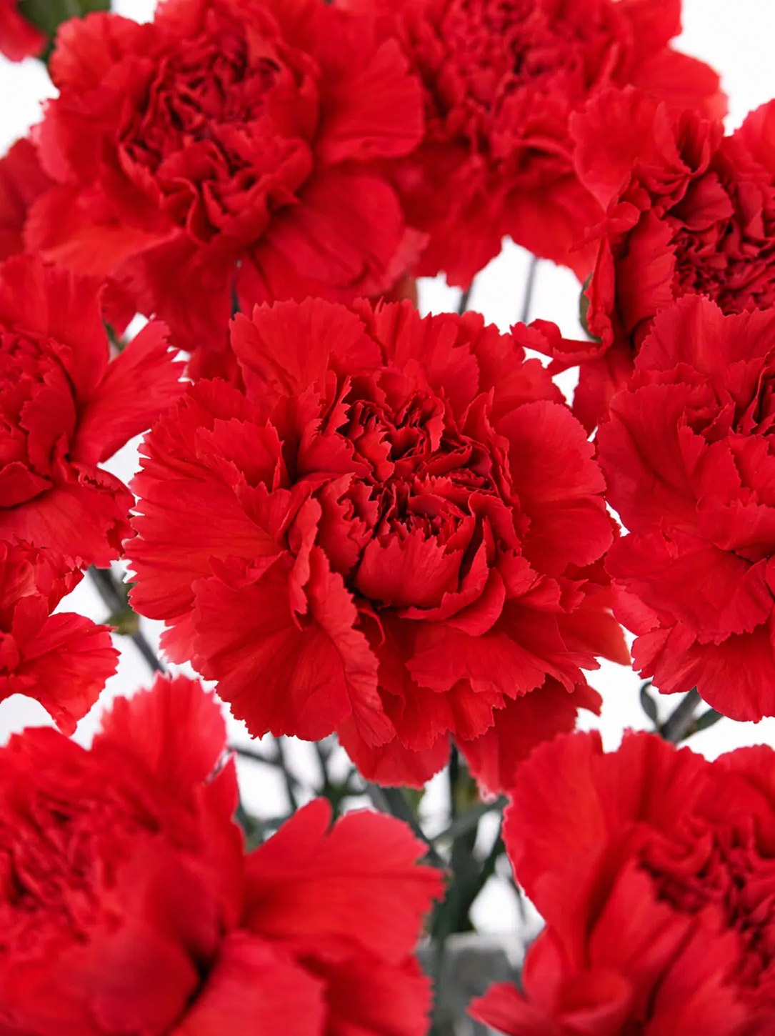 Edelnelken "Tingua" rot
