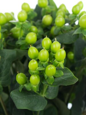 Hypericum 