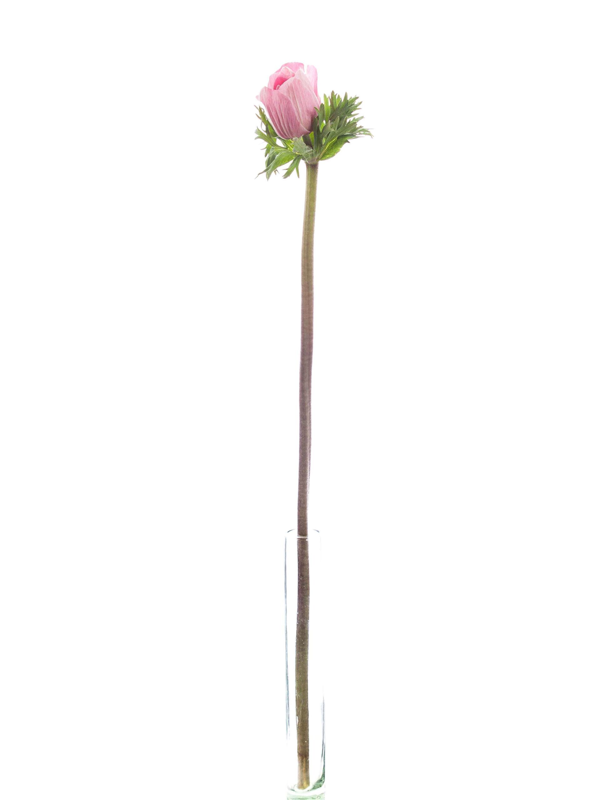 Anemon Mistral rose